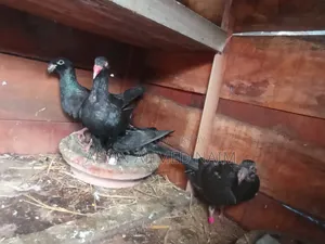 কবুতর বিক্রি করা হবে