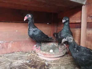 কবুতর বিক্রি করা হবে