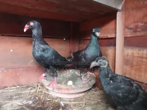 কবুতর বিক্রি করা হবে