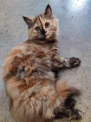 6-12 Months Female Purebred Persian