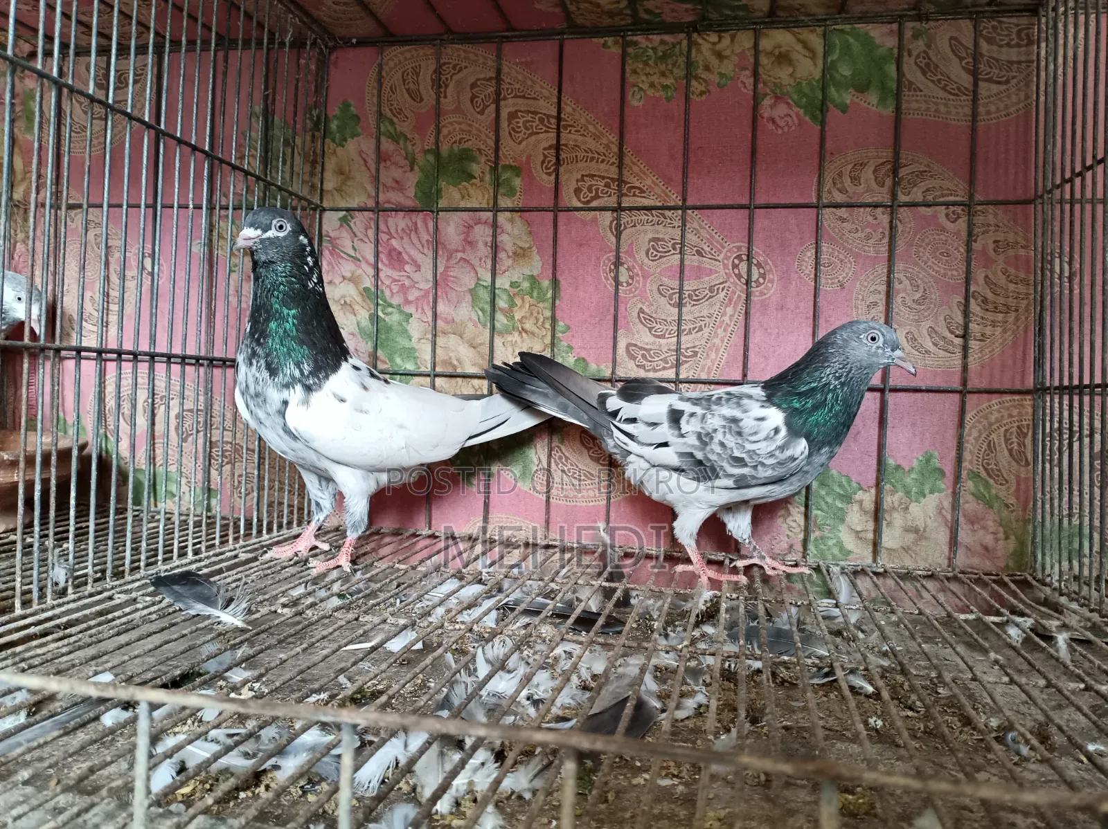 Golden Pirojpuri Pigeon 1 Pair Trusted