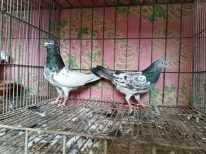 Golden Pirojpuri Pigeon 1 Pair Trusted