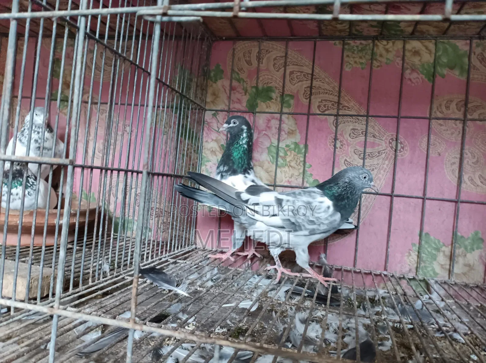 Golden Pirojpuri Pigeon 1 Pair Trusted
