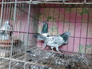 Golden Pirojpuri Pigeon 1 Pair Trusted