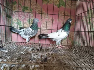 Golden Pirojpuri Pigeon 1 Pair Trusted