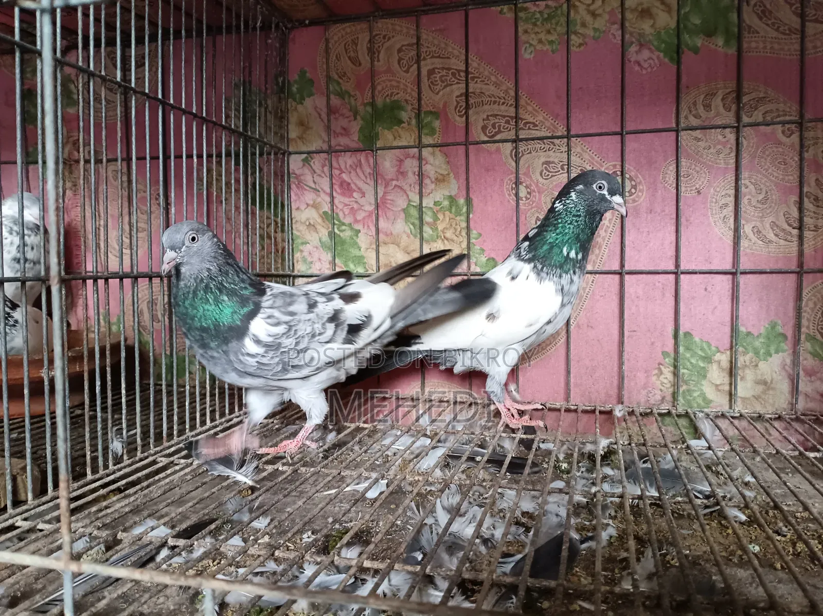 Golden Pirojpuri Pigeon 1 Pair Trusted