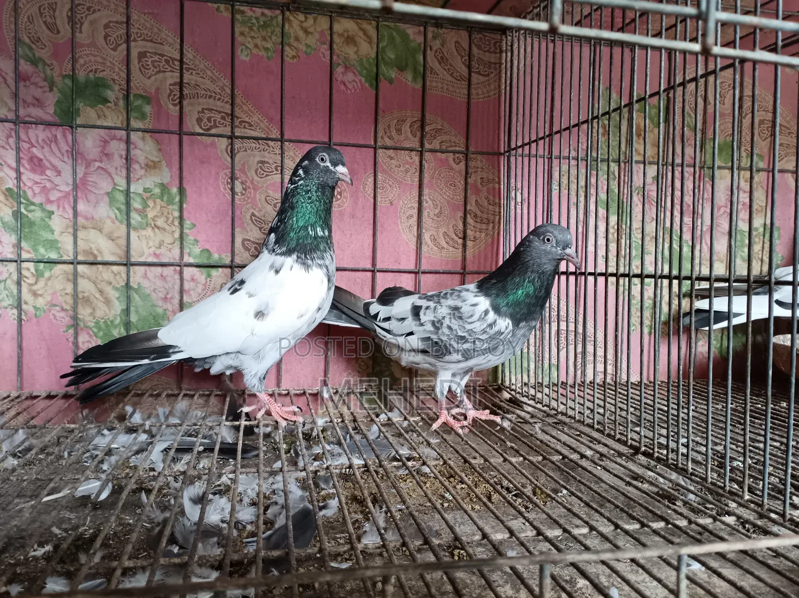 Golden Pirojpuri Pigeon 1 Pair Trusted