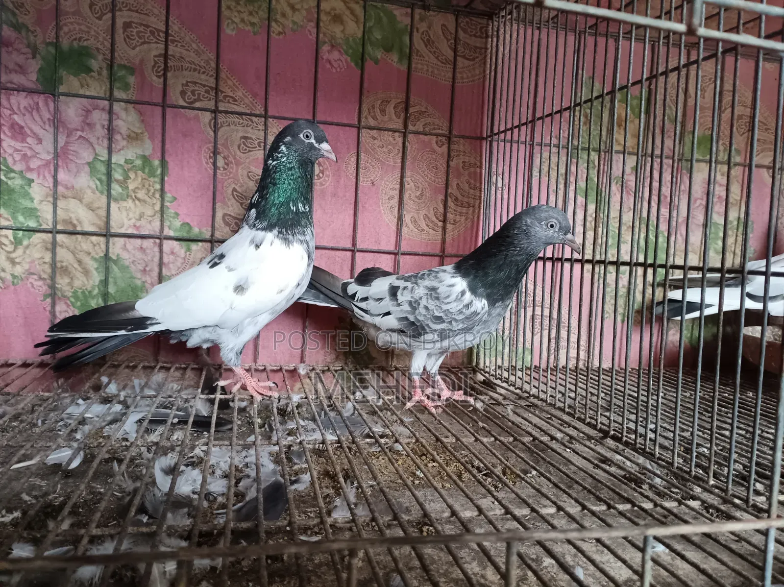 Golden Pirojpuri Pigeon 1 Pair Trusted