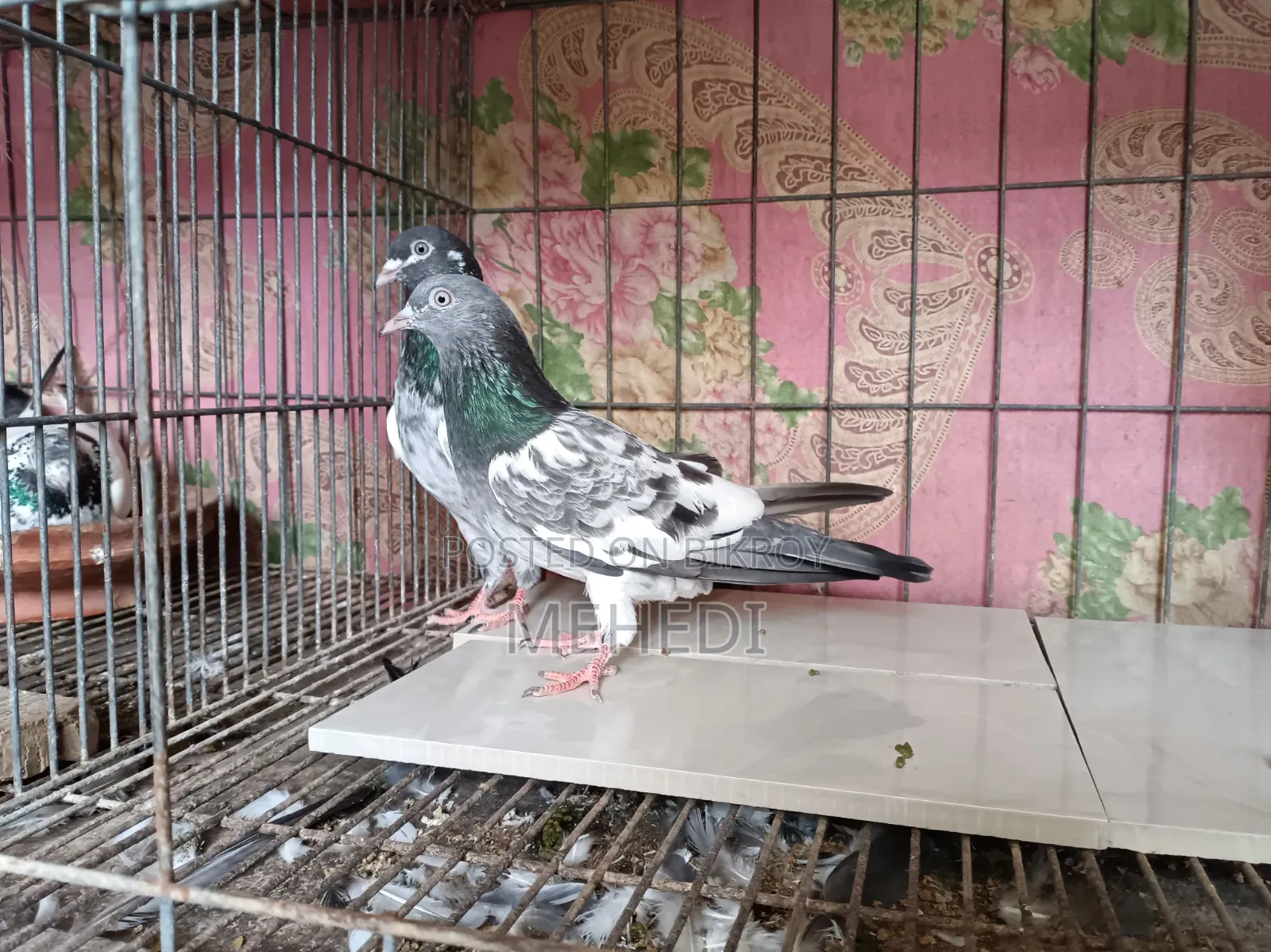 Golden Pirojpuri Pigeon 1 Pair Trusted