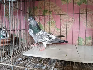Golden Pirojpuri Pigeon 1 Pair Trusted