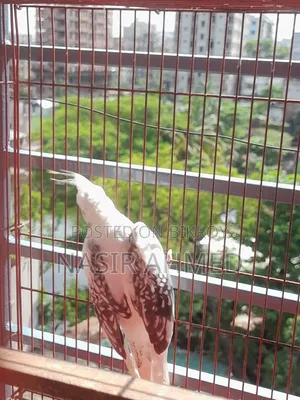 ভি পাইড কোকাটেল