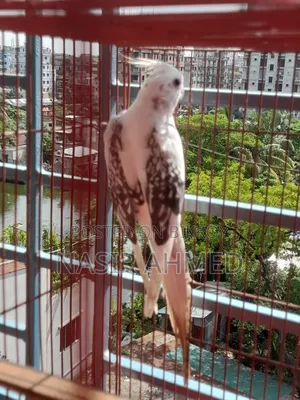 ভি পাইড কোকাটেল
