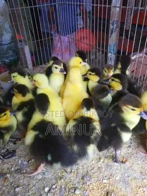 Large breed Muscovy ducklings