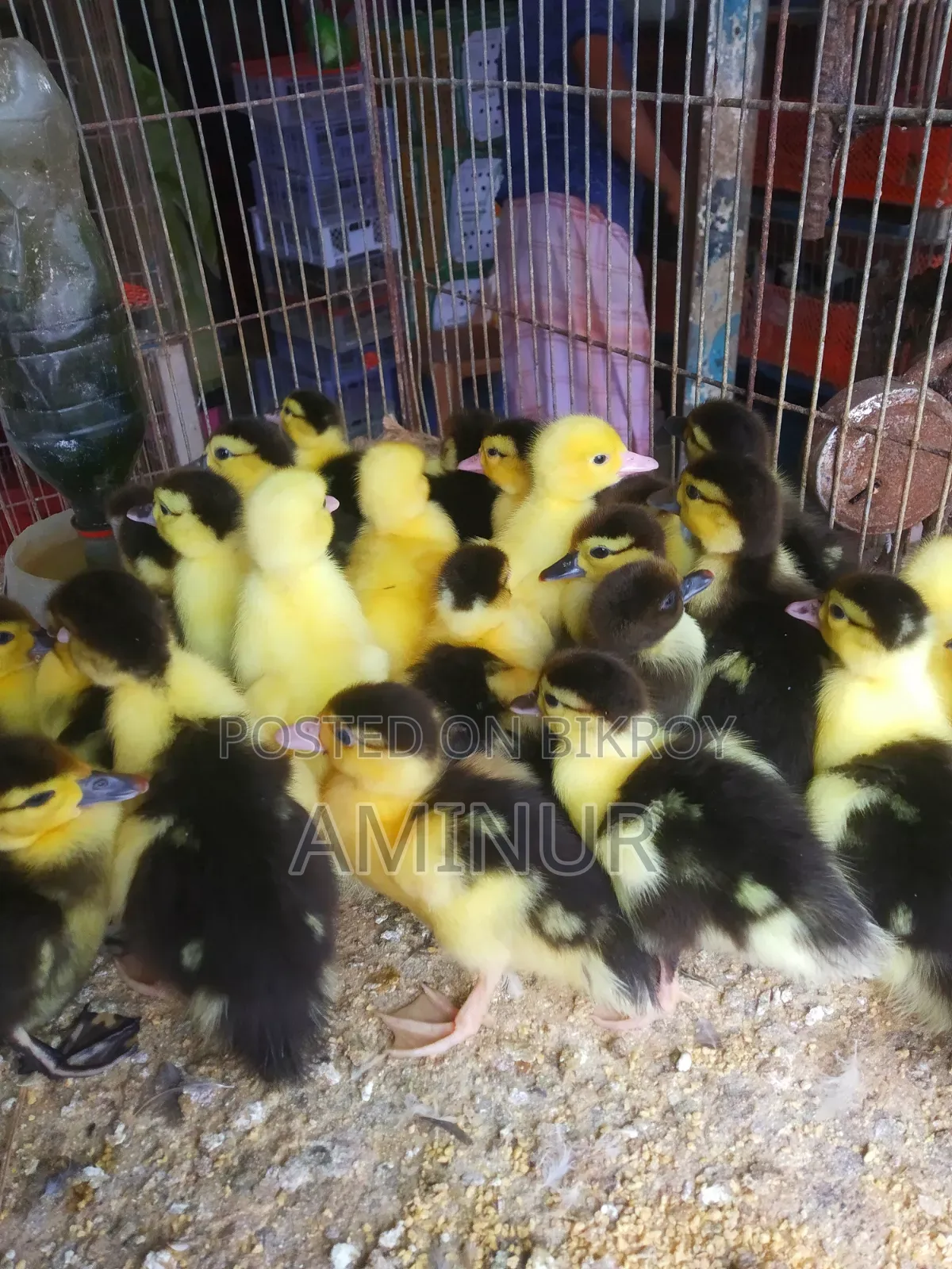 Large breed Muscovy ducklings