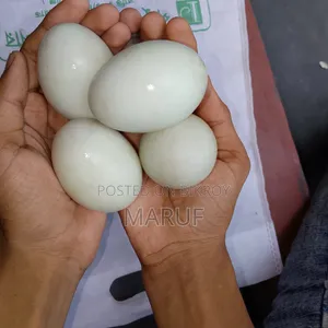 Native Duck Hatching Eggs