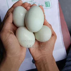 Native Duck Hatching Eggs
