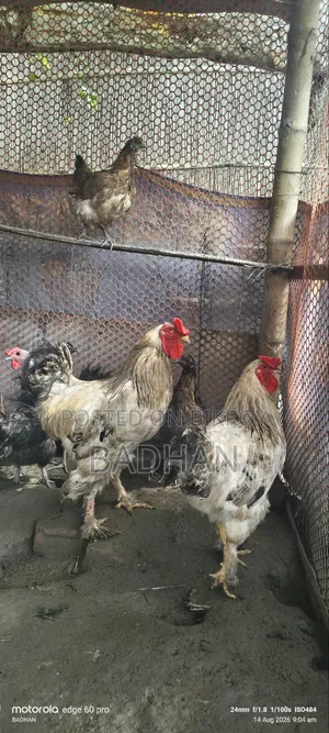 Brama Rooster 2 Pcs 5000