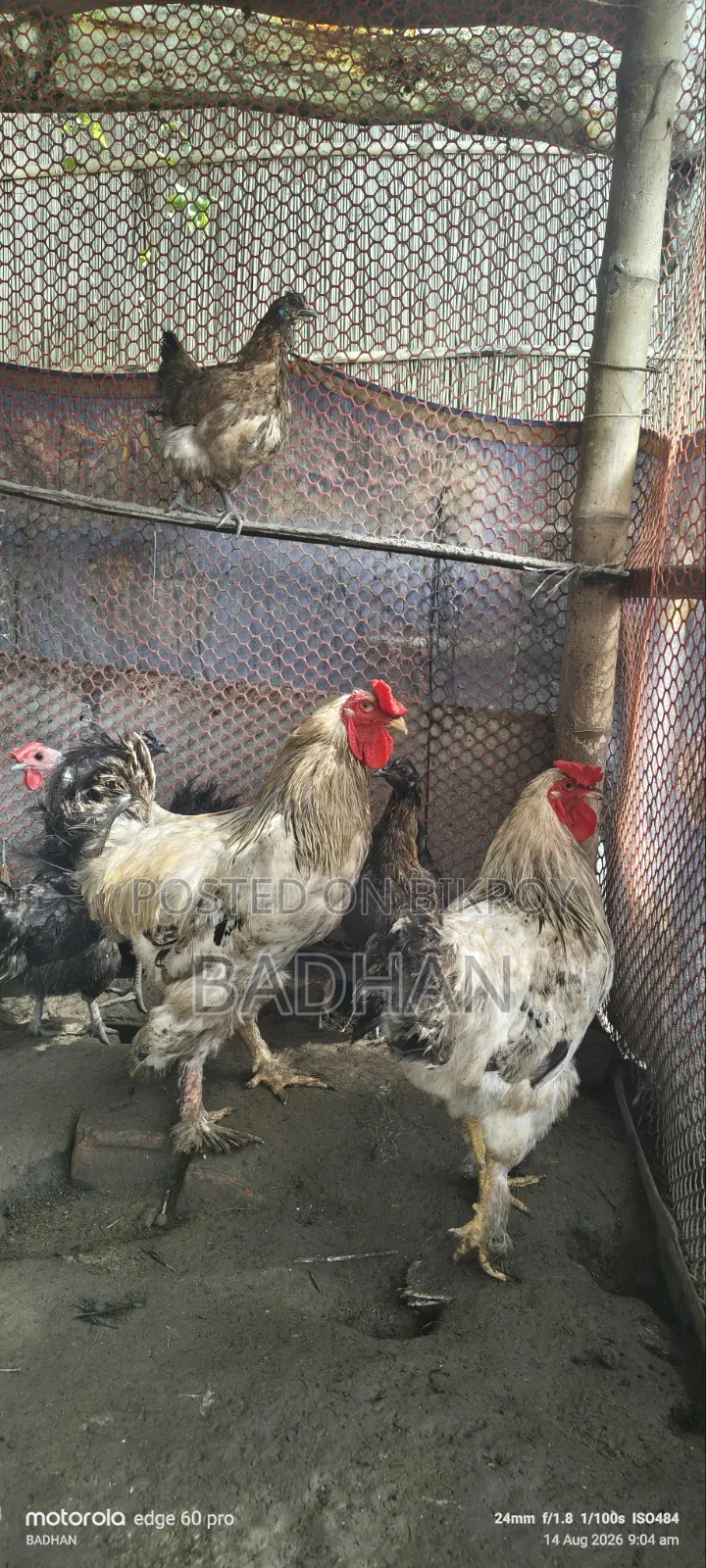 Brama Rooster 2 Pcs 5000