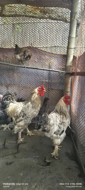 Brama Rooster 2 Pcs 5000