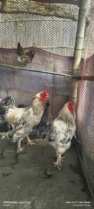 Brama Rooster 2 Pcs 5000
