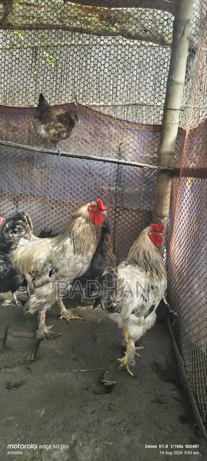 Brama Rooster 2 Pcs 5000