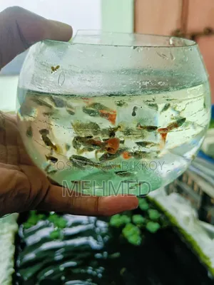 হাই কোয়ালিটি মিক্স গাপ্পি মাছ