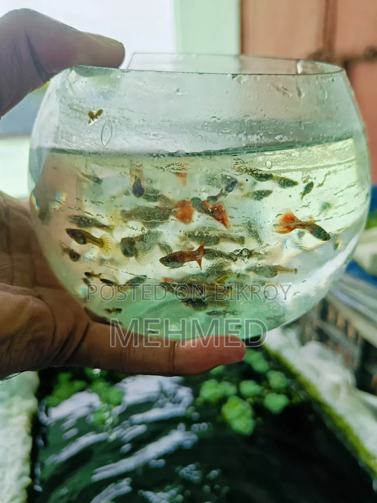 হাই কোয়ালিটি মিক্স গাপ্পি মাছ