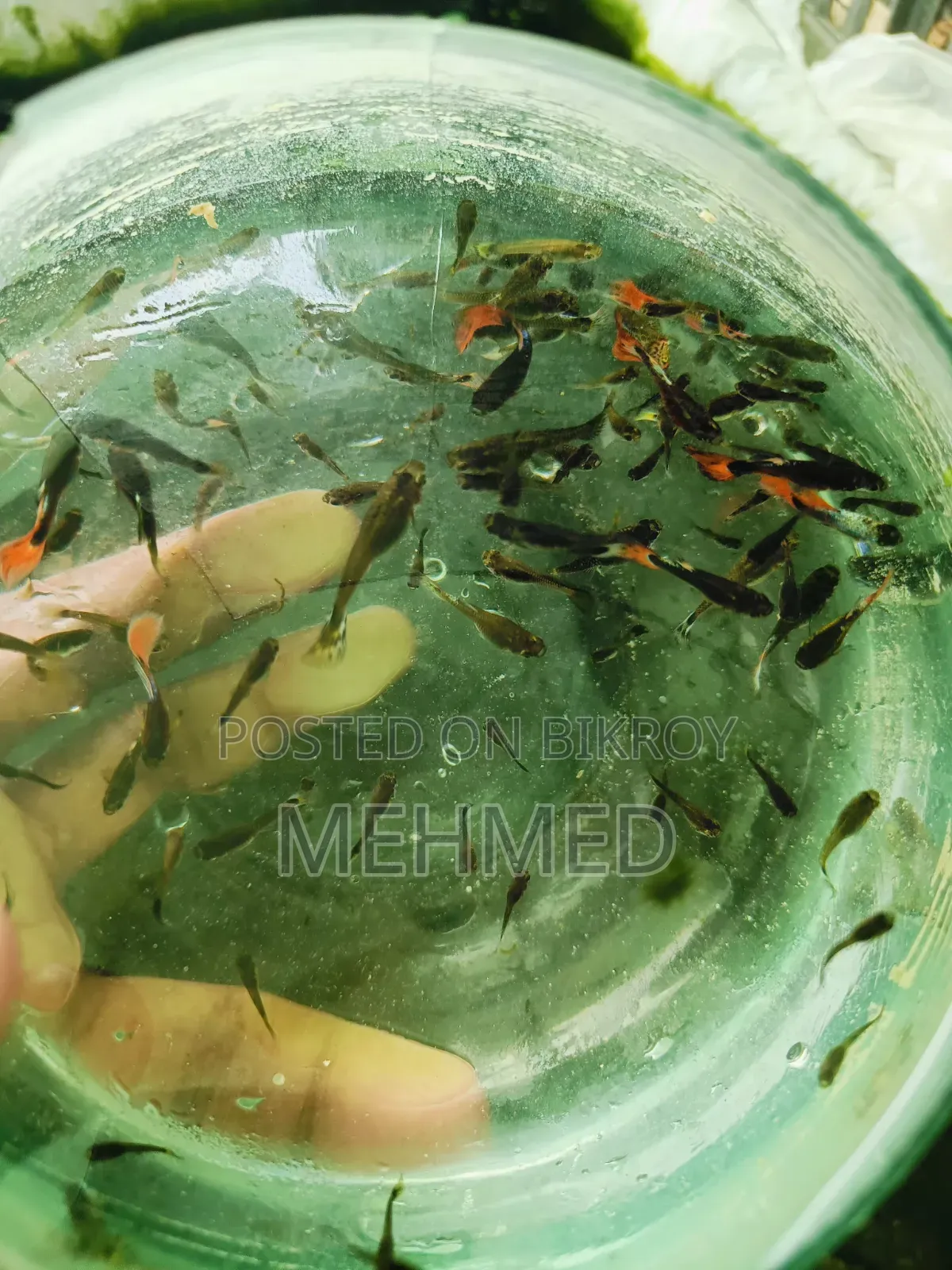 হাই কোয়ালিটি মিক্স গাপ্পি মাছ