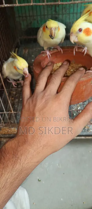 Cockatiel Bird Half-tame