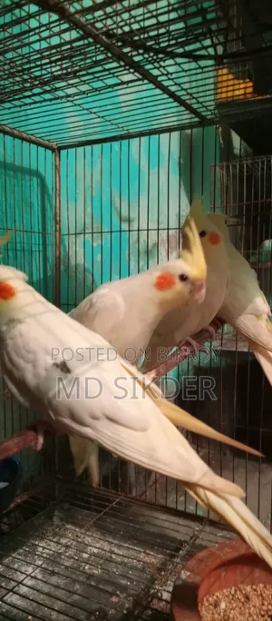 Cockatiel Bird Half-tame