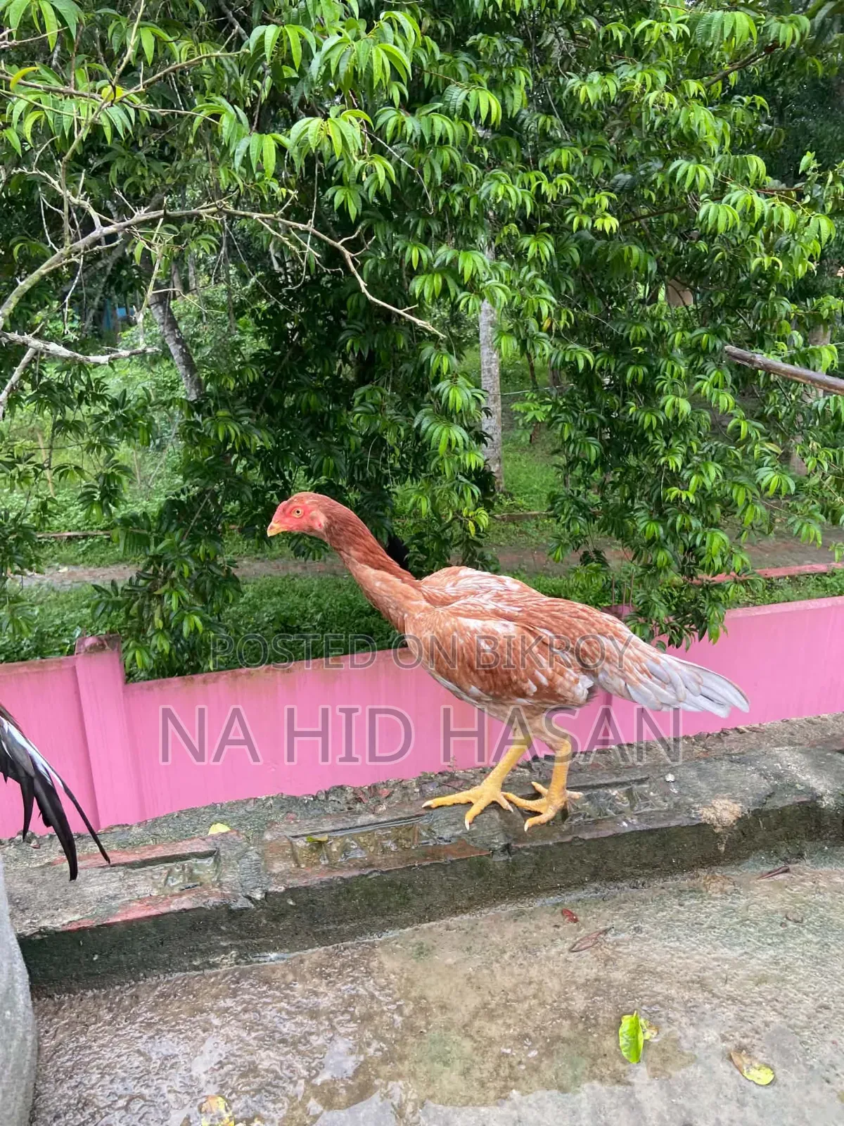 আসিল ফাইটার মুরগী