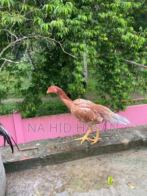 আসিল ফাইটার মুরগী