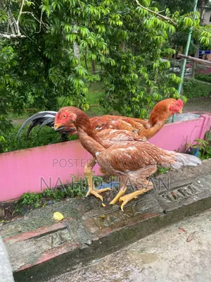 আসিল ফাইটার মুরগী
