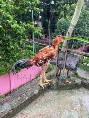 আসিল ফাইটার মুরগী