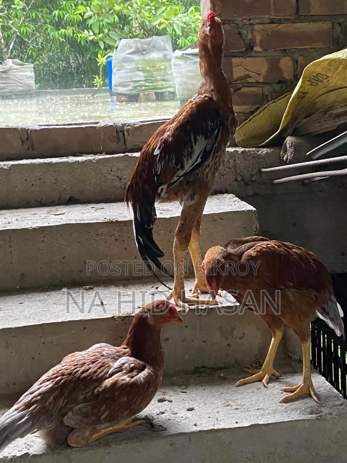 আসিল ফাইটার মুরগী