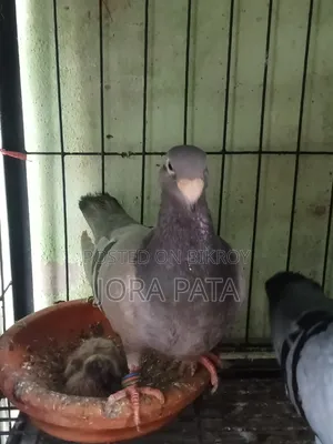 এক জোরা রানিং বিউটি বাছা সহো