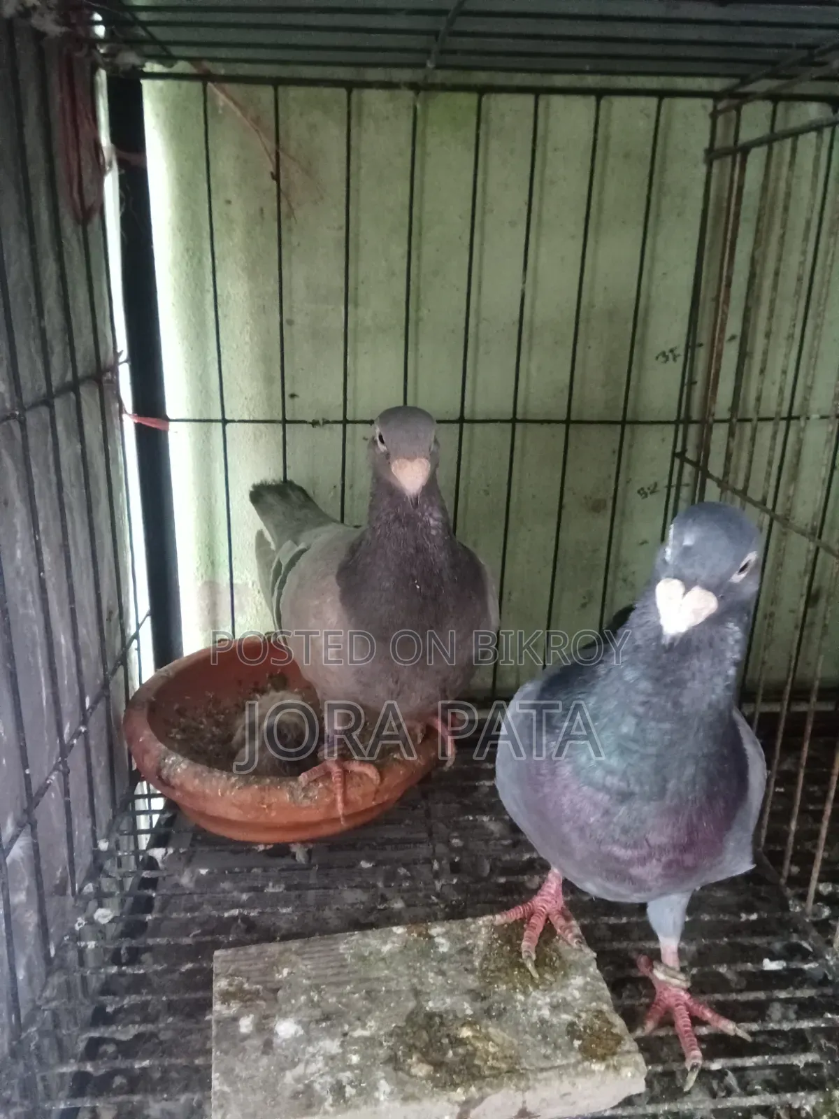 এক জোরা রানিং বিউটি বাছা সহো