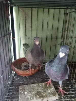 এক জোরা রানিং বিউটি বাছা সহো
