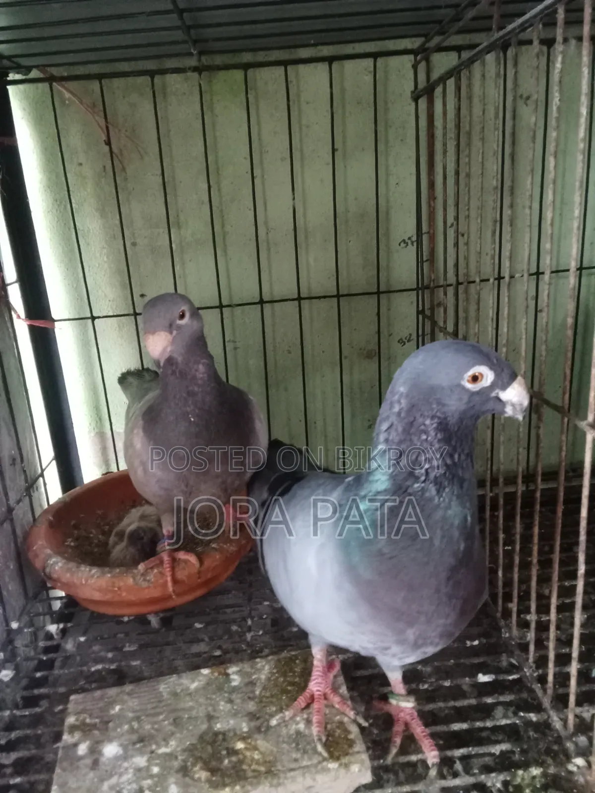 এক জোরা রানিং বিউটি বাছা সহো