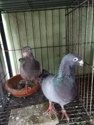 এক জোরা রানিং বিউটি বাছা সহো