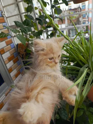 1-3 Months Male Purebred Persian Cat
