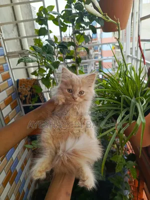 1-3 Months Male Purebred Persian Cat