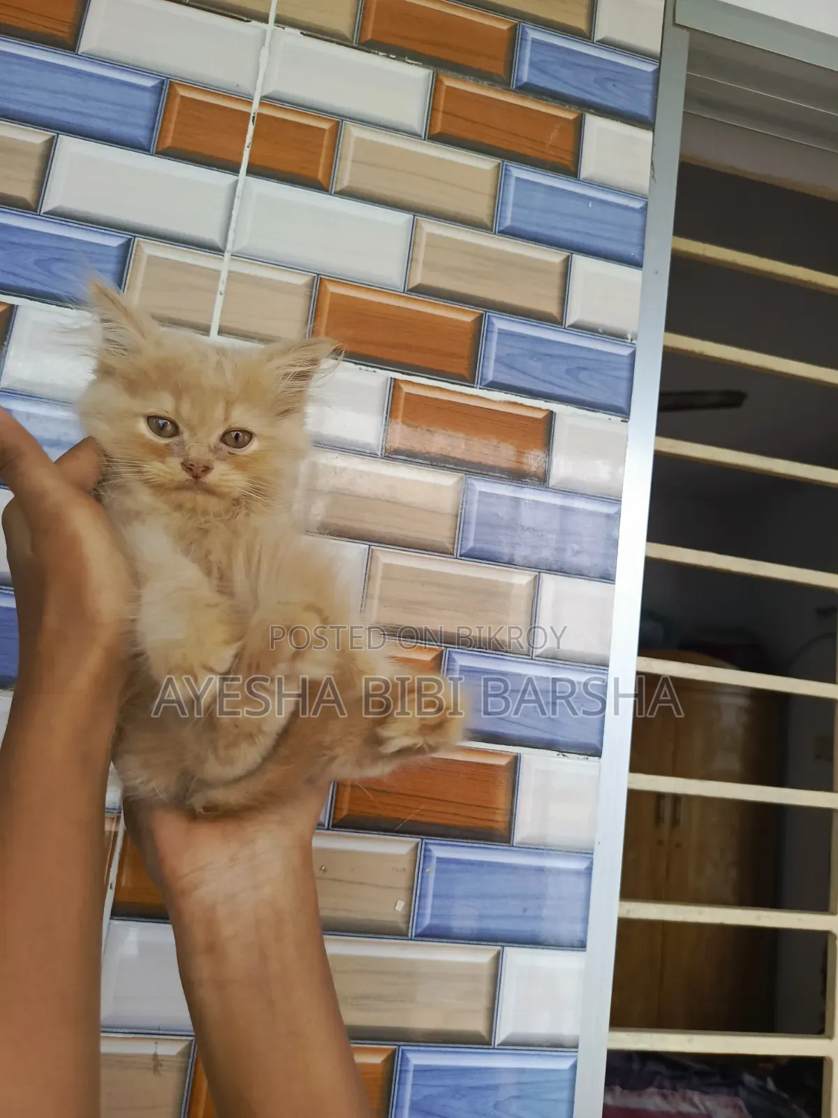 1-3 Months Male Purebred Persian