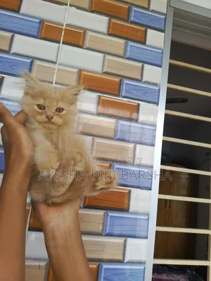 1-3 Months Male Purebred Persian