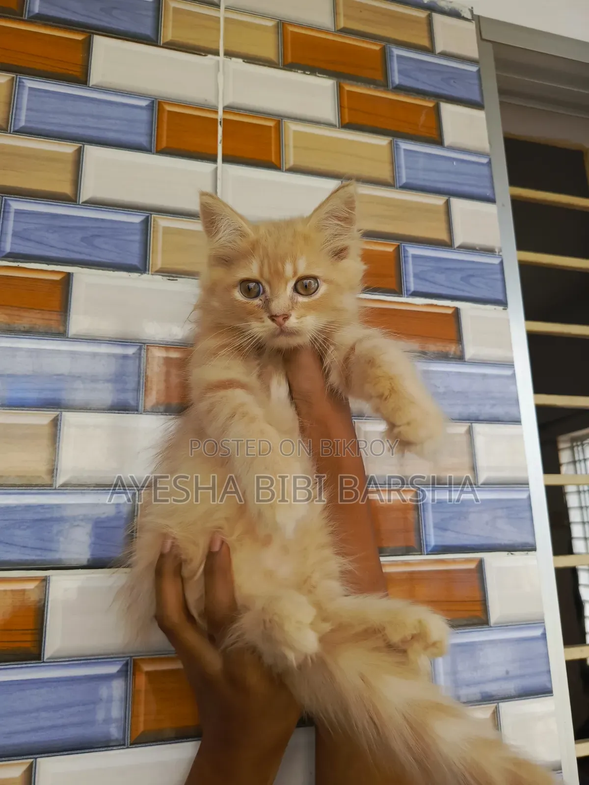 1-3 Months Male Purebred Persian
