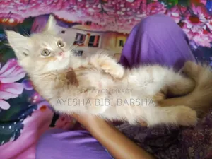 1-3 Months Male Purebred Persian