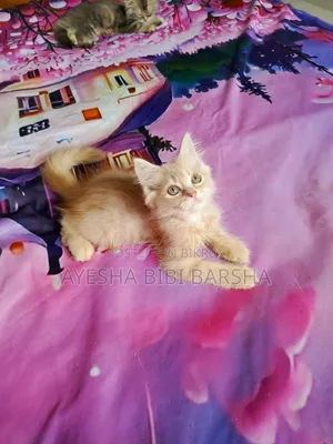 1-3 Months Male Purebred Persian