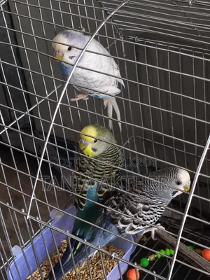 নর বাজরিগার (নির্দিষ্ট মূল্য)