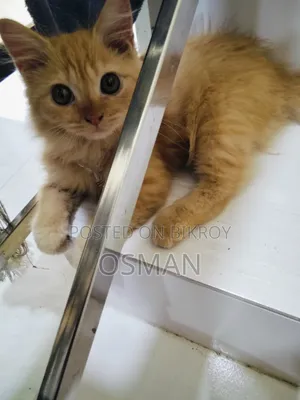 1-3 Months Male Purebred Persian