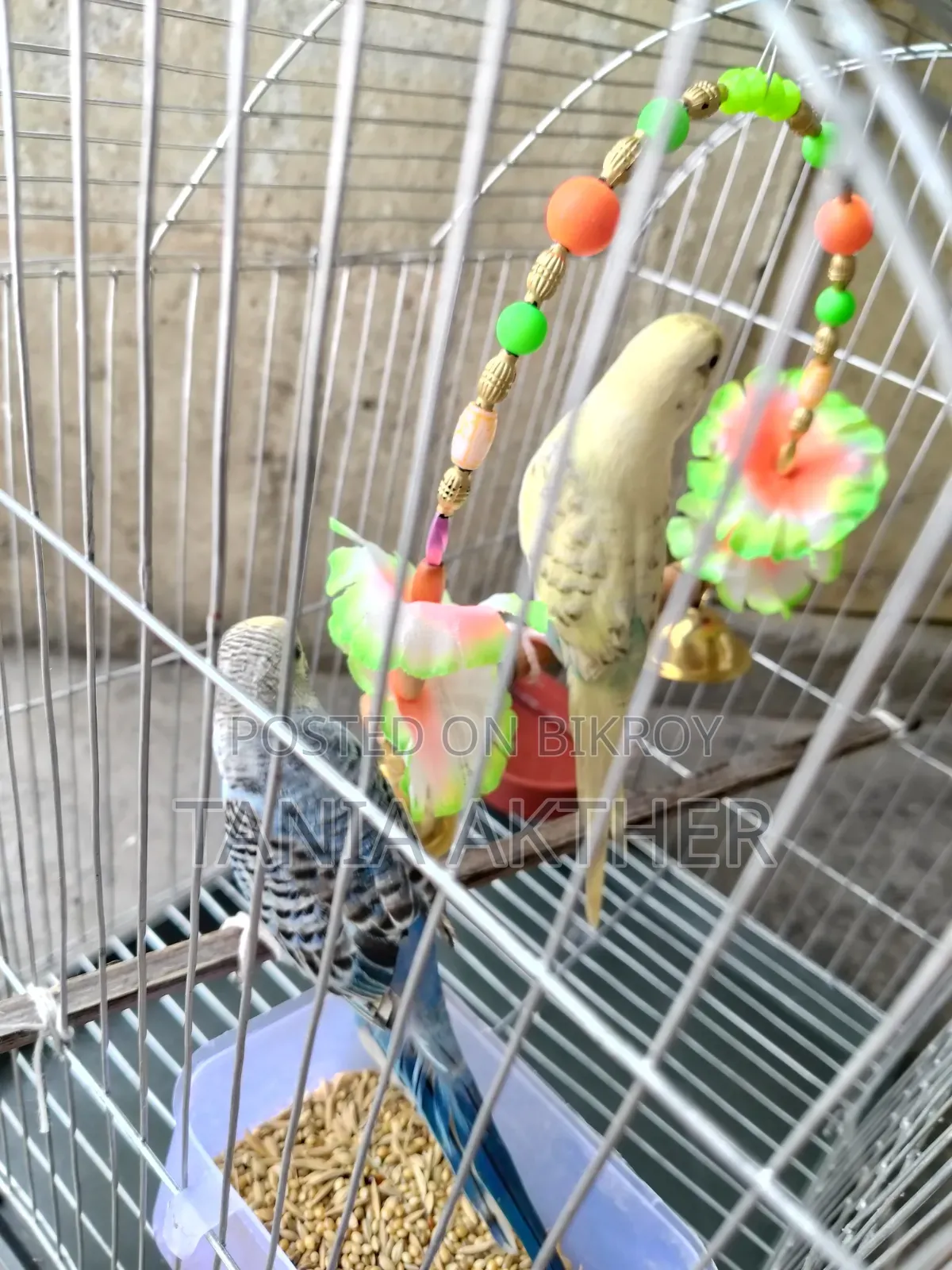 এক জোড়া বাজারিগার